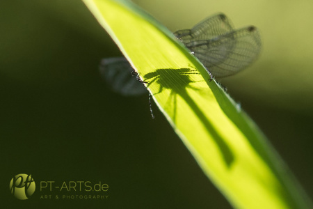 Animals, Wildlife,Tierfotografie, Eichhörnchen, Katzen, Vögel, Makrofotografie#Insekten#Libellen#Schaben#Bienen#Schneckenhaus Fotografie Petra Tänzer