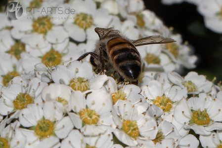 Makrofotografie#Insekten#Libellen#Schaben#Bienen#Schneckenhaus Fotografie Petra Tänzer