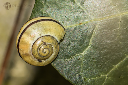 Makrofotografie#Insekten#Libellen#Schaben#Bienen#Schneckenhaus Fotografie Petra Tänzer