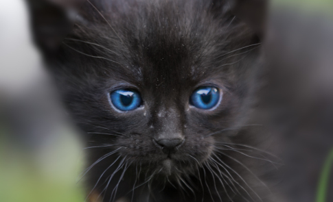 Katzenfotografie