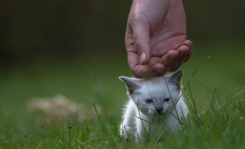 Katzenfotografie