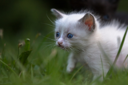 Katzenkinder-auf-der-Wiese