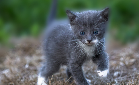 Katzenfotografie