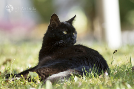 Katzen#Bauernhof#schwarze Hauskatze#Getigerte Katze#Katzenfotografie Petra Tänzer