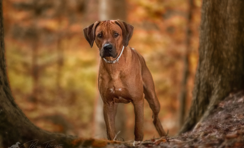 Rhodesian Ridgeback Hundefotografie im Schwäbischen Wald in der Nähe von Stuttgar