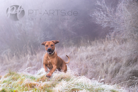 KPetra Tänzer Hundefotografie Kenai  , der Familienhundenai-im-Winter-(2-von-4)web