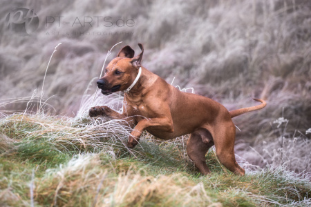 Petra Tänzer Hundefotografie Kenai  , der FamilienhundKenai-im-Winter-(4-von-4)a-web