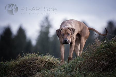 Petra Tänzer Hundefotografie Kenai  , der Familienhund