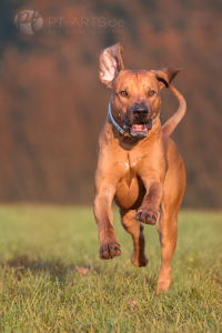 Petra Tänzer Hundefotografie Kenai  , der Familienhund
