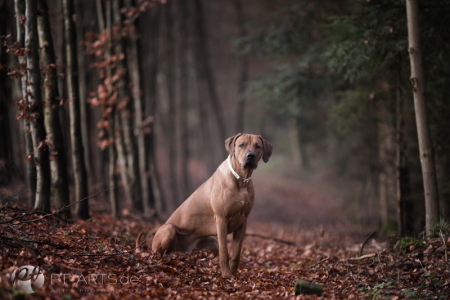 Petra Tänzer Hundefotografie Kenai  , der Familienhund