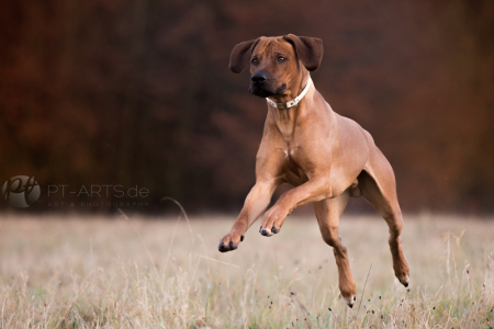 Petra Tänzer Hundefotografie Kenai  , der Familienhund