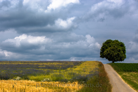 Landschaftsfotografie-Schwäbischer-Wald-4