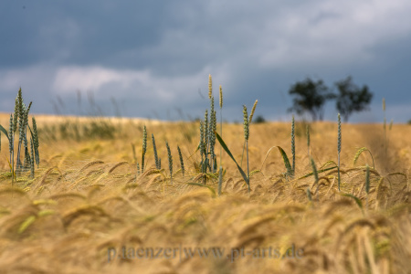 Landschaftsfotografie-Schwäbischer-Wald2