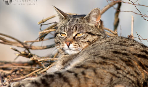 Animals, Wildlife,Tierfotografie, Eichhörnchen, Katzen, Vögel