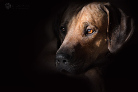 Rhodesian Ridgeback im Schnee auf dem Feld und im Wald Hundefotografie Petra Tänzer