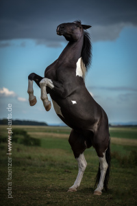 Indigo… Warmblutschecke