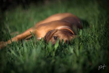 Rhodesian Ridgeback