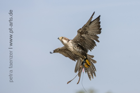 Raubvögel-von-Falknerei-Weller-web_-16