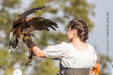 Raubvögel-von-Falknerei-Weller_web-37