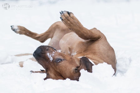 Rhodesian Ridgeback im Schnee auf dem Feld und im Wald Hundefotografie Petra Tänzer