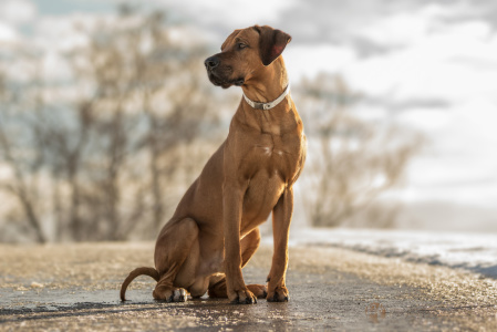 Rhodesian Ridgeback im Schnee auf dem Feld und im Wald Hundefotografie Petra Tänzer