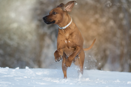 Rhodesian Ridgeback im Schnee auf dem Feld und im Wald Hundefotografie Petra Tänzer