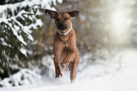 Rhodesian Ridgeback im Schnee auf dem Feld und im Wald Hundefotografie Petra Tänzer