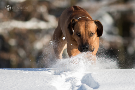 Rhodesian Ridgeback im Schnee auf dem Feld und im Wald Hundefotografie Petra Tänzer