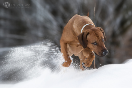 Rhodesian Ridgeback im Schnee auf dem Feld und im Wald Hundefotografie Petra Tänzer
