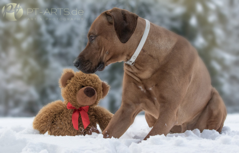 Rhodesian Ridgeback im Schnee auf dem Feld und im Wald Hundefotografie Petra Tänzer