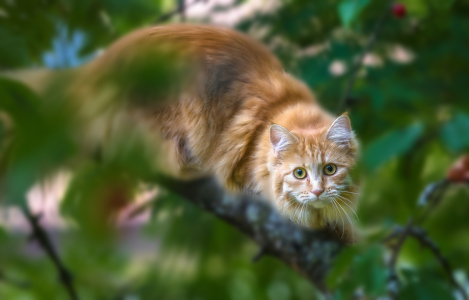 Seltener-Gast-im-Kirschbaum