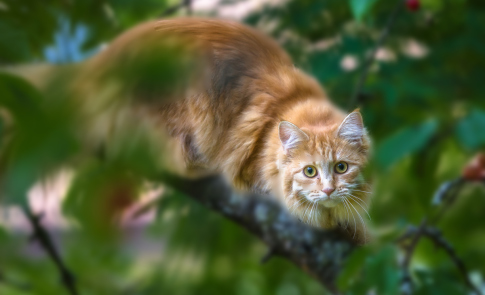 Katzenfotografie
