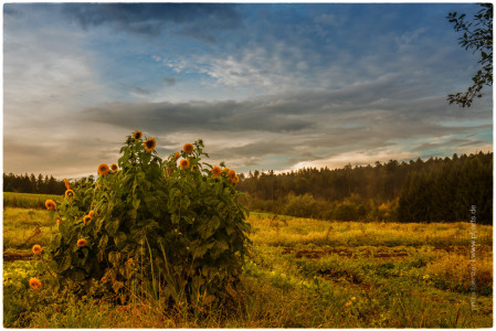 Sonnenblumen-web