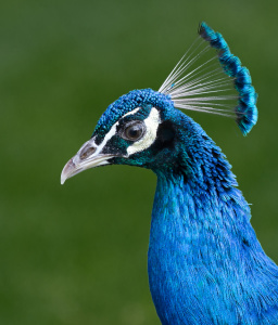 Tierfotografie-auf-dem-Bauernhof-1