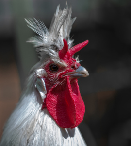 Tierfotografie-auf-dem-Bauernhof-1