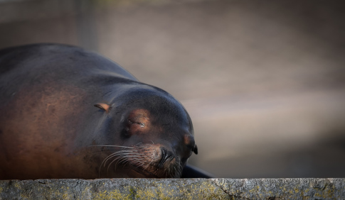 Tierfotografie-in-der-Wilhelma-Stuttgart6
