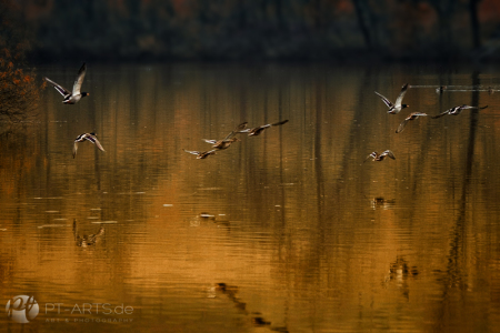 Enten am Stausee bei Welzheim