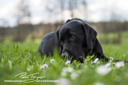 Ami Labrador