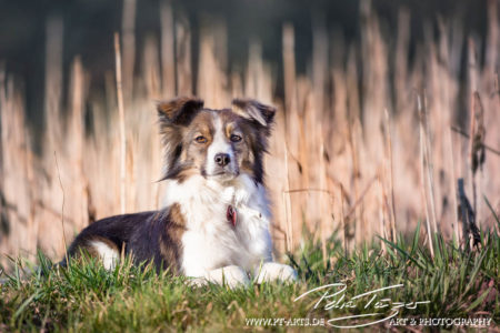 pt-arts-petra-taenzer-fotografie-tierfotografie-hunde-porträt 36