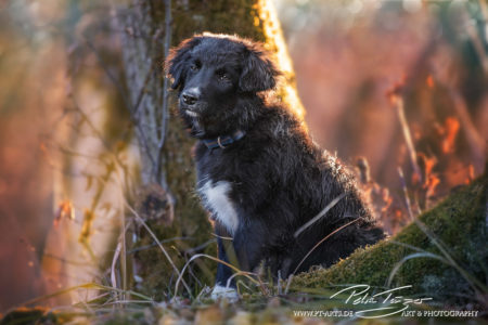 pt-arts-petra-taenzer-fotografie-tierfotografie-hunde-porträt 35