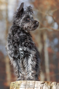 pt-arts-petra-taenzer-fotografie-tierfotografie-hunde-porträt-frühling 21