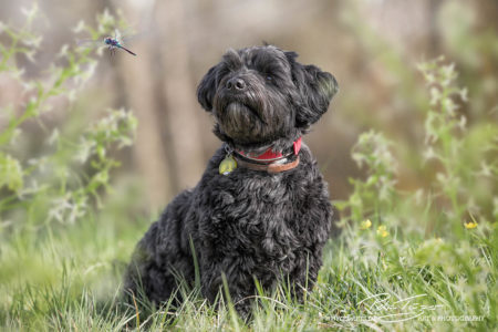 pt-arts-petra-taenzer-fotografie-tierfotografie-hunde-porträt-frühling 3