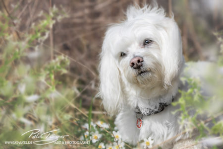 pt-arts-petra-taenzer-fotografie-tierfotografie-hunde-porträt-frühling 4