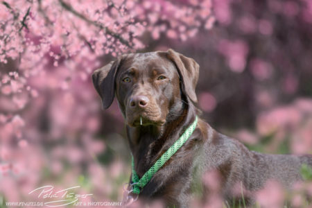 pt-arts-petra-taenzer-fotografie-tierfotografie-hunde-porträt-frühling 7