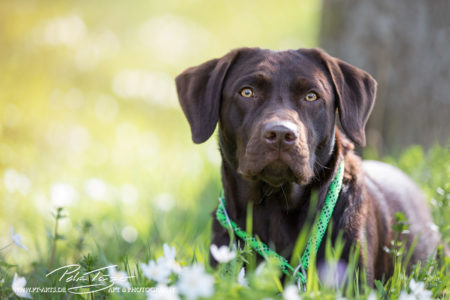 pt-arts-petra-taenzer-fotografie-tierfotografie-hunde-porträt-frühling 6