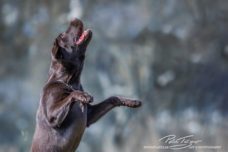 pt-arts-petra-taenzer-fotografie-tierfotografie-hunde-action-frühling 16