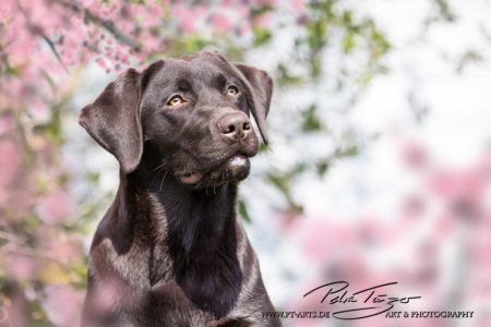 pt-arts-petra-taenzer-fotografie-tierfotografie-hunde-porträt-frühling 17