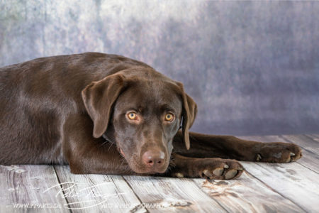 pt-arts-petra-taenzer-fotografie-tierfotografie-hunde-porträt-frühling 18