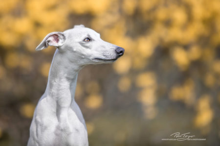 pt-arts-petra-taenzer-fotografie-tierfotografie-hunde-porträt-frühling 19