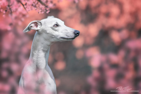 pt-arts-petra-taenzer-fotografie-tierfotografie-hunde-porträt-frühling 20